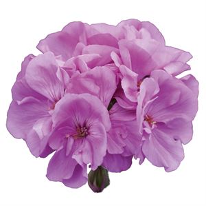 Bild von Geranium Staand P12 Moonlight Violino